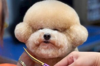 [🆕🇻🇳] Bắp Lùn Pet Spa – Chăm sóc thú cưng 🐶🦜 Top1Pets 🐱🐠 𝐄𝐦 𝐜𝐡𝐢̉ 𝐥𝐚̀ 𝐜𝐮̣𝐜 𝐛𝐨̂𝐧𝐠 𝐝𝐢 đ𝐨̣̂𝐧𝐠
𝐒𝐚𝐮 𝐤𝐡𝐢 𝐫𝐚 𝐤𝐡𝐨̉𝐢 𝐁𝐚̆́𝐩 𝐋𝐮̀𝐧: 𝐄𝐦 𝐥𝐚̀ “𝐦𝐨𝐝𝐞𝐥” 𝐱𝐢̣𝐧 𝐧𝐡𝐚̂́𝐭 𝐤𝐡𝐮 𝐩𝐡𝐨̂́
Chỉ cần ghé Bắp Lùn một xíu thôi là em nào cũng trở nê , shares-4✔️ , likes-153❤️️ , date-2025-11-07 17:32:38🐶🐱🇻🇳🇻🇳🇻🇳📰🆕