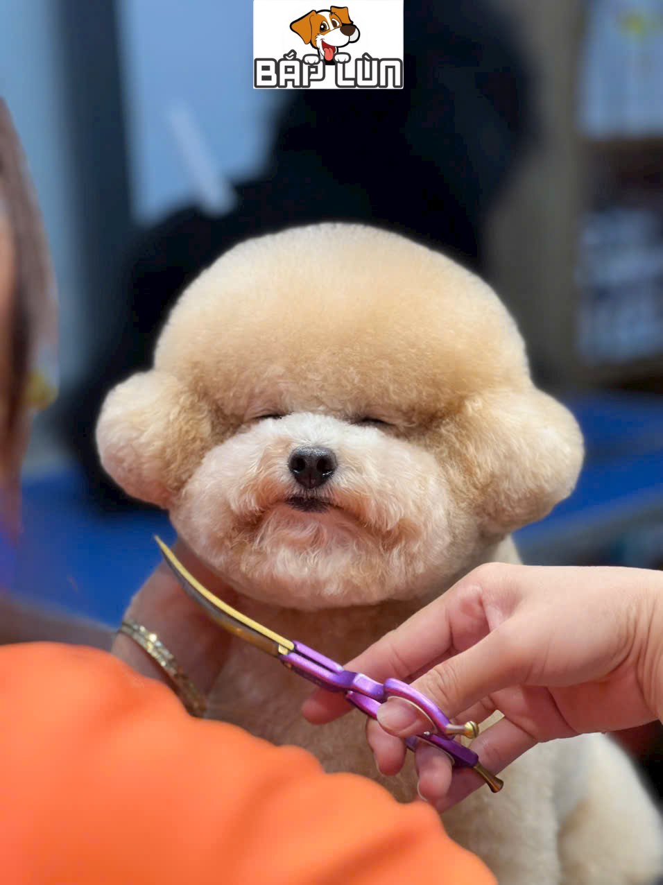 [🆕🇻🇳] Bắp Lùn Pet Spa – Chăm sóc thú cưng 🐶🦜 Top1Pets 🐱🐠 𝐄𝐦 𝐜𝐡𝐢̉ 𝐥𝐚̀ 𝐜𝐮̣𝐜 𝐛𝐨̂𝐧𝐠 𝐝𝐢 đ𝐨̣̂𝐧𝐠
𝐒𝐚𝐮 𝐤𝐡𝐢 𝐫𝐚 𝐤𝐡𝐨̉𝐢 𝐁𝐚̆́𝐩 𝐋𝐮̀𝐧: 𝐄𝐦 𝐥𝐚̀ “𝐦𝐨𝐝𝐞𝐥” 𝐱𝐢̣𝐧 𝐧𝐡𝐚̂́𝐭 𝐤𝐡𝐮 𝐩𝐡𝐨̂́
Chỉ cần ghé Bắp Lùn một xíu thôi là em nào cũng trở nê , shares-4✔️ , likes-153❤️️ , date-2025-11-07 17:32:38🐶🐱🇻🇳🇻🇳🇻🇳📰🆕