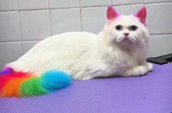 [🆕🇻🇳] KIKI PET 🐶🦜 Top1Pets 🐱🐠 Nơi chăm sóc thú cưng chất lương và uy  tín – kikipet 103 đường 19-5 Văn Quán Hà Đông , shares-0✔️ , likes-6❤️️ , date-2025-11-10 19:18:53🐶🐱🇻🇳🇻🇳🇻🇳📰🆕