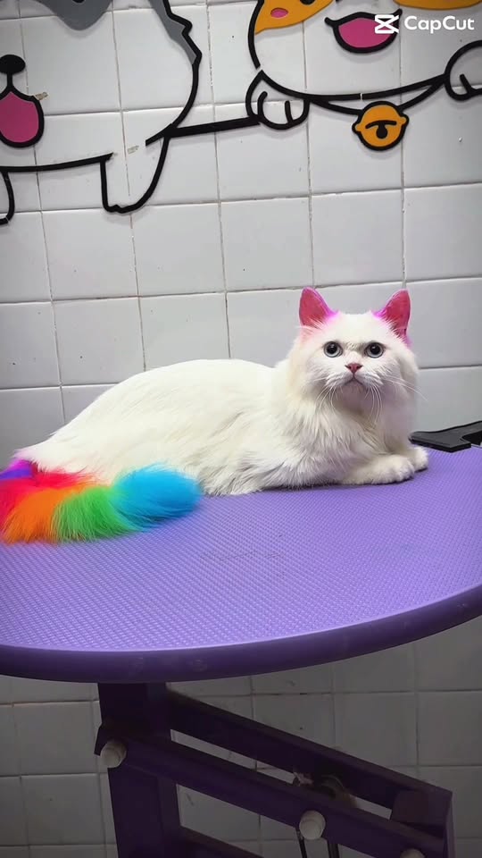 [🆕🇻🇳] KIKI PET 🐶🦜 Top1Pets 🐱🐠 Nơi chăm sóc thú cưng chất lương và uy  tín – kikipet 103 đường 19-5 Văn Quán Hà Đông , shares-0✔️ , likes-6❤️️ , date-2025-11-10 19:18:53🐶🐱🇻🇳🇻🇳🇻🇳📰🆕