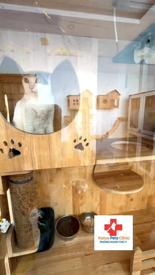 [🆕🇻🇳] Phòng khám Thú Y Vĩnh Phúc 🐶🦜 Top1Pets 🐱🐠 • “Tạm biệt cao răng, chào nụ cười sáng bóng!” , shares-0✔️ , likes-5❤️️ , date-2025-11-15 22:43:38🐶🐱🇻🇳🇻🇳🇻🇳📰🆕