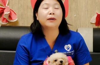 [🆕🇻🇳] PET SHOP Hương Nở II Bình Dương 🐶🦜 Top1Pets 🐱🐠 Đôi nét tự sự về lịch sử hình thành và phát triển qua 15 năm của Phòng khám Thú Y Hương Nở tại Thủ Dầu Một, Bình Dương cũ (TP. Hồ Chí Minh hiện tại).#thu , shares-6✔️ , likes-82❤️️ , date-2025-11-10 19:49:14🐶🐱🇻🇳🇻🇳🇻🇳📰🆕