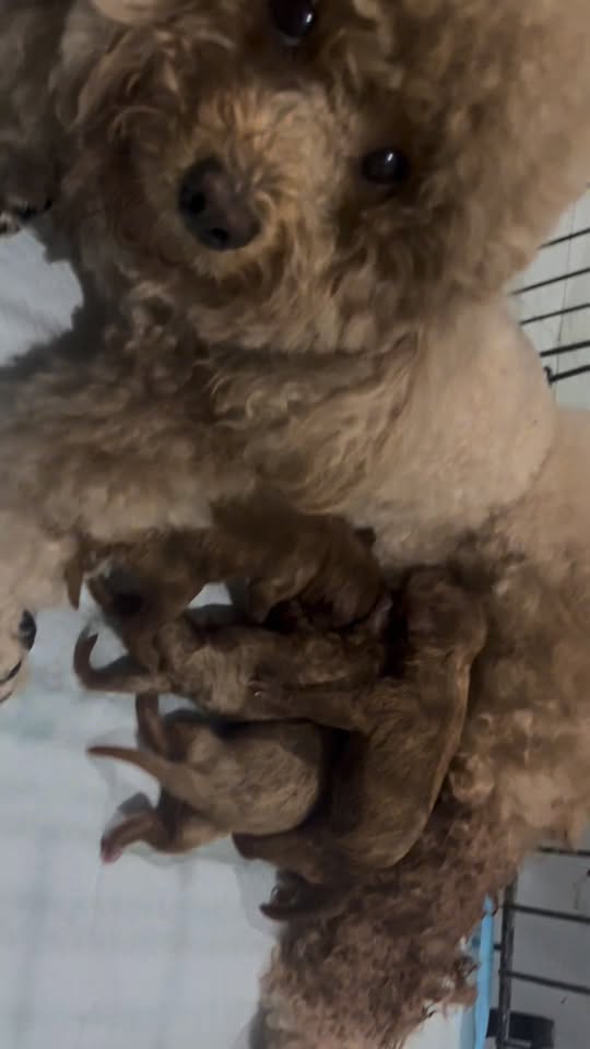 [🆕🇻🇳] PET HOUSE BÌNH DƯƠNG 🐶🦜 Top1Pets 🐱🐠 Bầu bì gì đâu mà Sen chả biết, cứ khẳng định béo bụng và cái kết 
Chào đón 4 nhóc tỳ đến với thế giới này  , shares-0✔️ , likes-4❤️️ , date-2025-11-09 21:55:31🐶🐱🇻🇳🇻🇳🇻🇳📰🆕