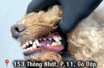 [🆕🇻🇳] Đông Anh Grooming-Cắt Tỉa Lông Thú Cưng 🐶🦜 Top1Pets 🐱🐠  𝐂𝐚̣𝐨 𝐯𝐨̂𝐢 𝐫𝐚̆𝐧𝐠 𝐜𝐡𝐨 𝐛𝐞́ 𝐜𝐮́𝐧 – 𝐬𝐚̣𝐜𝐡 𝐦𝐚̉𝐧𝐠 𝐛𝐚́𝐦, 𝐡𝐞̂́𝐭 𝐦𝐮̀𝐢 𝐡𝐨̂𝐢!Quy trình nhẹ nhàng, không đau, răng sạch sáng ngay sau 1 buổi𝗠𝗲̣ 𝗺𝘂𝗼̂́𝗻 đ𝗮̣̆𝘁 𝗹𝗶̣ , shares-0✔️ , likes-3❤️️ , date-2025-11-10 22:51:27🐶🐱🇻🇳🇻🇳🇻🇳📰🆕