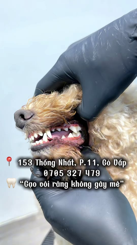 [🆕🇻🇳] HelloPets-Phòng khám thú y 🐶🦜 Top1Pets 🐱🐠  BLACK FRIDAY 11/11 – DÀNH RIÊNG CHO CÁC BOSS GÂU & MÈO!Cảnh báo yêu thương dành cho Sen toàn quốc
Bảo vệ thú cưng của bạn khỏi bệnh tật – vừa tiết k , shares-20✔️ , likes-7❤️️ , date-2025-11-11 14:53:19🐶🐱🇻🇳🇻🇳🇻🇳📰🆕