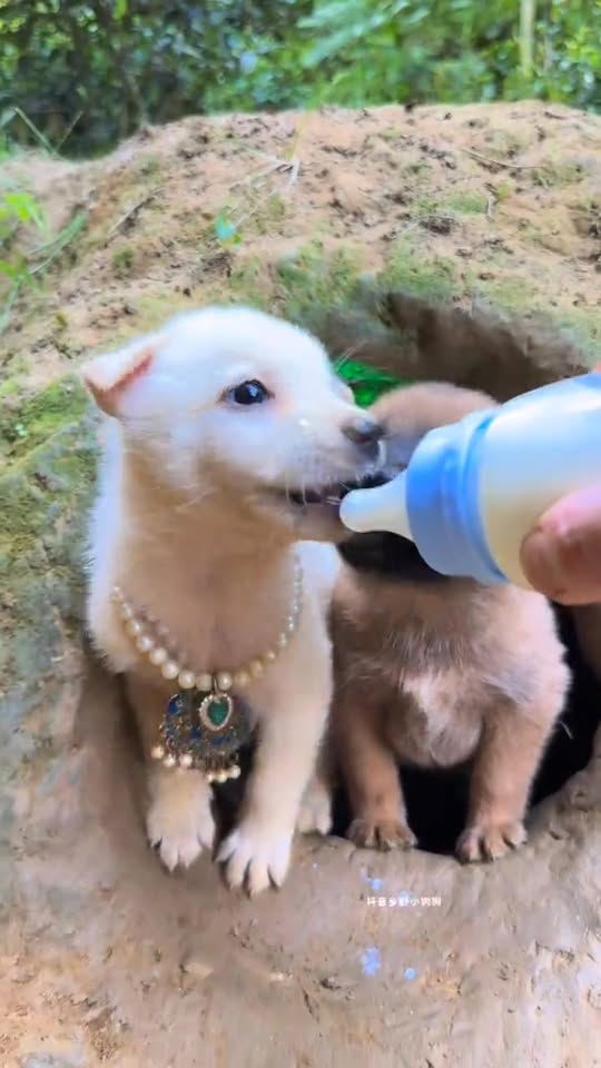 [🆕🇻🇳] BABY CARE – SHOP MẸ VÀ BÉ BABY CARE 🧑‍🧒❤️️👶⭐️ Đứa em nhờ bán giúp xả kho – Em phải công nhận cái ô nayd siêu chắc chắn luôn ý ạ. Lần trước em mua giá tận hơn 200k ấy. Ko ưng em hoàn lại tiền luôn ạ. Gi , shares-0✔️ , likes-1❤️️ , date-2025-10-31 18:03:28🇻🇳🇻🇳🇻🇳📰🆕