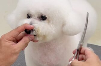 [🆕🇻🇳] Pet Relax 🐶🦜 Top1Pets 🐱🐠 Lạc vào khu rừng hoaaaa.
Lạc một xíu về nhan sắc thăng hạn.
#grooming #tiemtamcunmeo #cattialongchomeo #spathucung #PetRelax #reels , shares-0✔️ , likes-2❤️️ , date-2025-11-10 15:13:07🐶🐱🇻🇳🇻🇳🇻🇳📰🆕