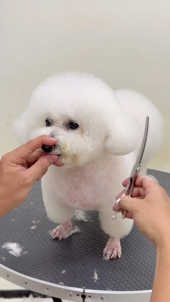 [🆕🇻🇳] Pet Relax 🐶🦜 Top1Pets 🐱🐠 Lạc vào khu rừng hoaaaa.
Lạc một xíu về nhan sắc thăng hạn.
#grooming #tiemtamcunmeo #cattialongchomeo #spathucung #PetRelax #reels , shares-0✔️ , likes-2❤️️ , date-2025-11-10 15:13:07🐶🐱🇻🇳🇻🇳🇻🇳📰🆕