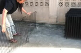 [🆕🇻🇳] Thú cưng xanh Nga Dương 🐶🦜 Top1Pets 🐱🐠  , shares-0✔️ , likes-4❤️️ , date-2025-11-13 03:36:09🐶🐱🇻🇳🇻🇳🇻🇳📰🆕