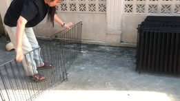 [🆕🇻🇳] Thú cưng xanh Nga Dương 🐶🦜 Top1Pets 🐱🐠  , shares-0✔️ , likes-4❤️️ , date-2025-11-13 03:36:09🐶🐱🇻🇳🇻🇳🇻🇳📰🆕