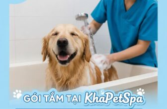 [🆕🇻🇳] KHA PET- tiệm bán thú cưng & Spa 309/2 Hải Phòng- Đà Nẵng. 🐶🦜 Top1Pets 🐱🐠 KhaPet tự tin là Spa cho  làm sạch- thơm- kỹ lưỡng nhất cho các con ạ
Bên mình triển khai combo tắm + vệ sinh toàn diện, đầy đủ quy trình theo Tháng siê , shares-1✔️ , likes-15❤️️ , date-2025-11-10 15:13:56🐶🐱🇻🇳🇻🇳🇻🇳📰🆕