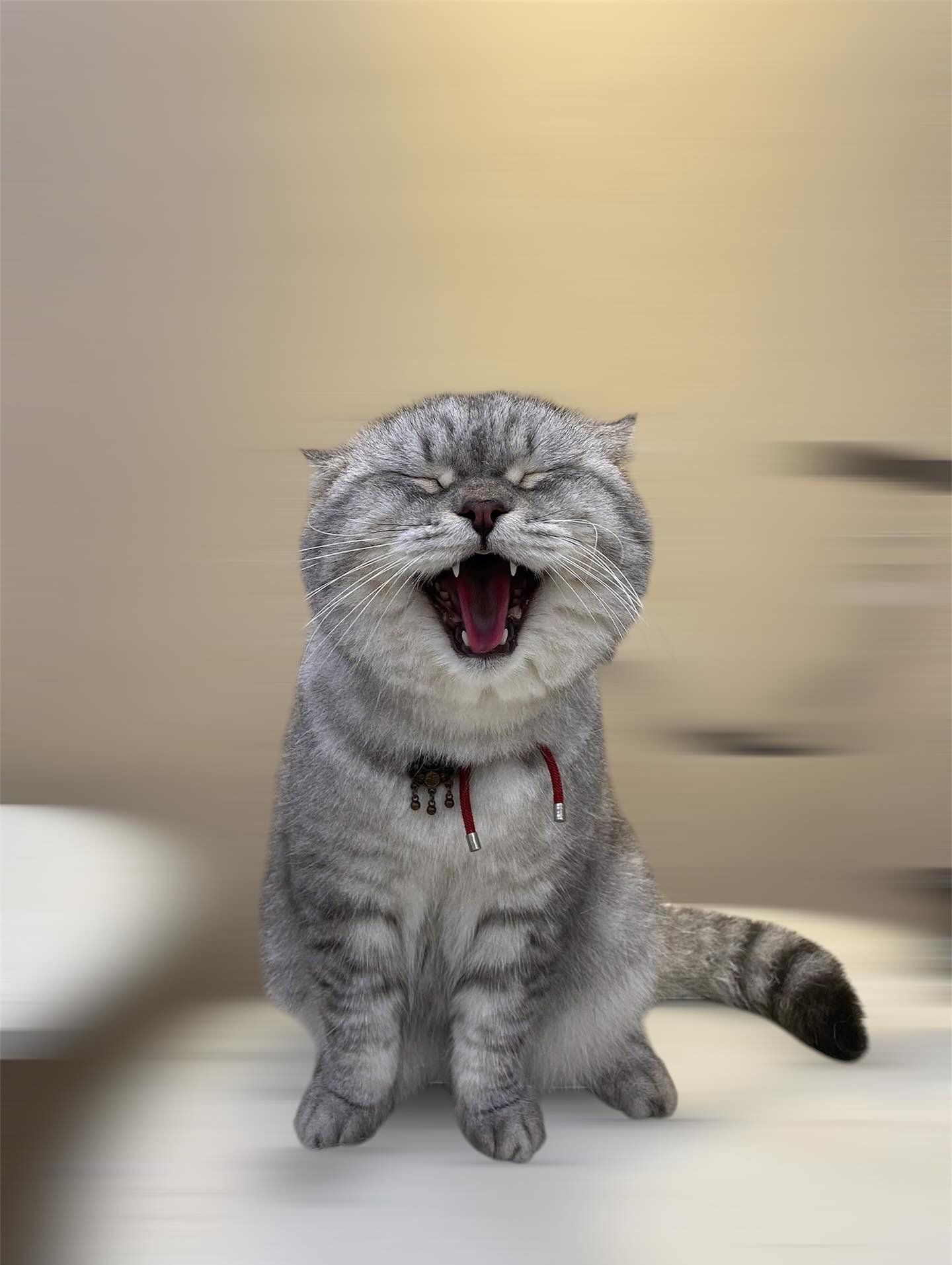 [🆕🇻🇳] BOX VET- PK Thú Y, Spa&Grooming, Petshop 🐶🦜 Top1Pets 🐱🐠 Em bé Đen 
 Tình trạng: gãy cẳng chân do xe tông
 Điều trị: phẫu thuật xương bằng phương pháp cố định xương bằng nẹp vít
Nay em đã hồi phục tốt, đi catwalk , shares-0✔️ , likes-23❤️️ , date-2025-11-25 18:45:45🐶🐱🇻🇳🇻🇳🇻🇳📰🆕