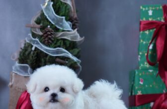 [🆕🇻🇳] YORSI – Pet Grooming 🐶🦜 Top1Pets 🐱🐠 𝐇𝐈𝐆𝐇 𝐐𝐔𝐀𝐋𝐈𝐓𝐘  Cục vàng Bichon tại nhà YORSI Bichon House𝐆𝐢ố𝐧𝐠:  Bichon
𝐆𝐢ớ𝐢 𝐭í𝐧𝐡: Male
𝐓𝐮ổ𝐢: 3 Tháng
Đã tiêm vaccine, tẩy giun đầy đủ
Có sổ sức khỏe  , shares-0✔️ , likes-0❤️️ , date-2025-11-15 06:49:39🐶🐱🇻🇳🇻🇳🇻🇳📰🆕