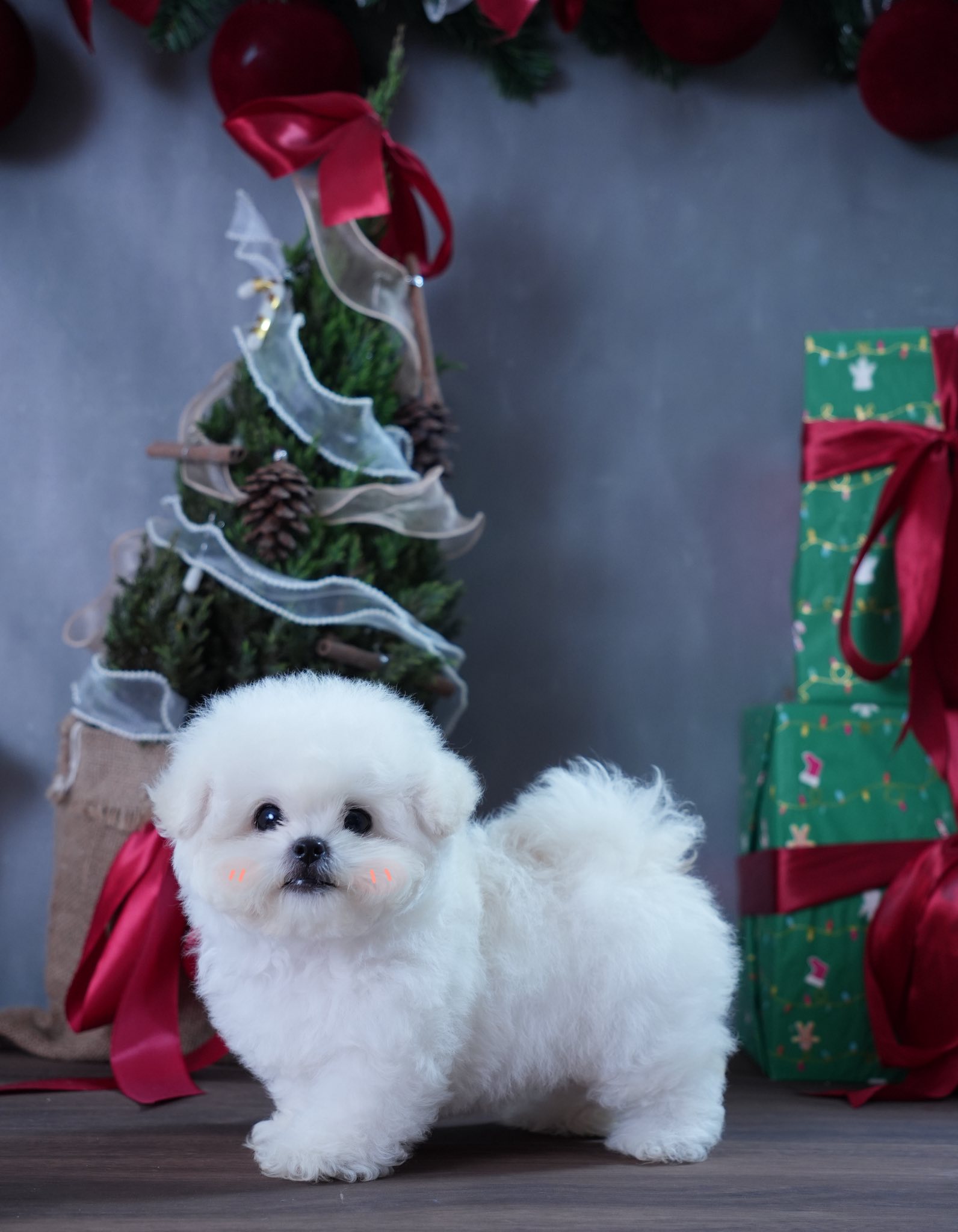[🆕🇻🇳] YORSI – Pet Grooming 🐶🦜 Top1Pets 🐱🐠 𝐇𝐈𝐆𝐇 𝐐𝐔𝐀𝐋𝐈𝐓𝐘  Cục vàng Bichon tại nhà YORSI Bichon House𝐆𝐢ố𝐧𝐠:  Bichon
𝐆𝐢ớ𝐢 𝐭í𝐧𝐡: Male
𝐓𝐮ổ𝐢: 3 Tháng
Đã tiêm vaccine, tẩy giun đầy đủ
Có sổ sức khỏe  , shares-0✔️ , likes-0❤️️ , date-2025-11-15 06:49:39🐶🐱🇻🇳🇻🇳🇻🇳📰🆕