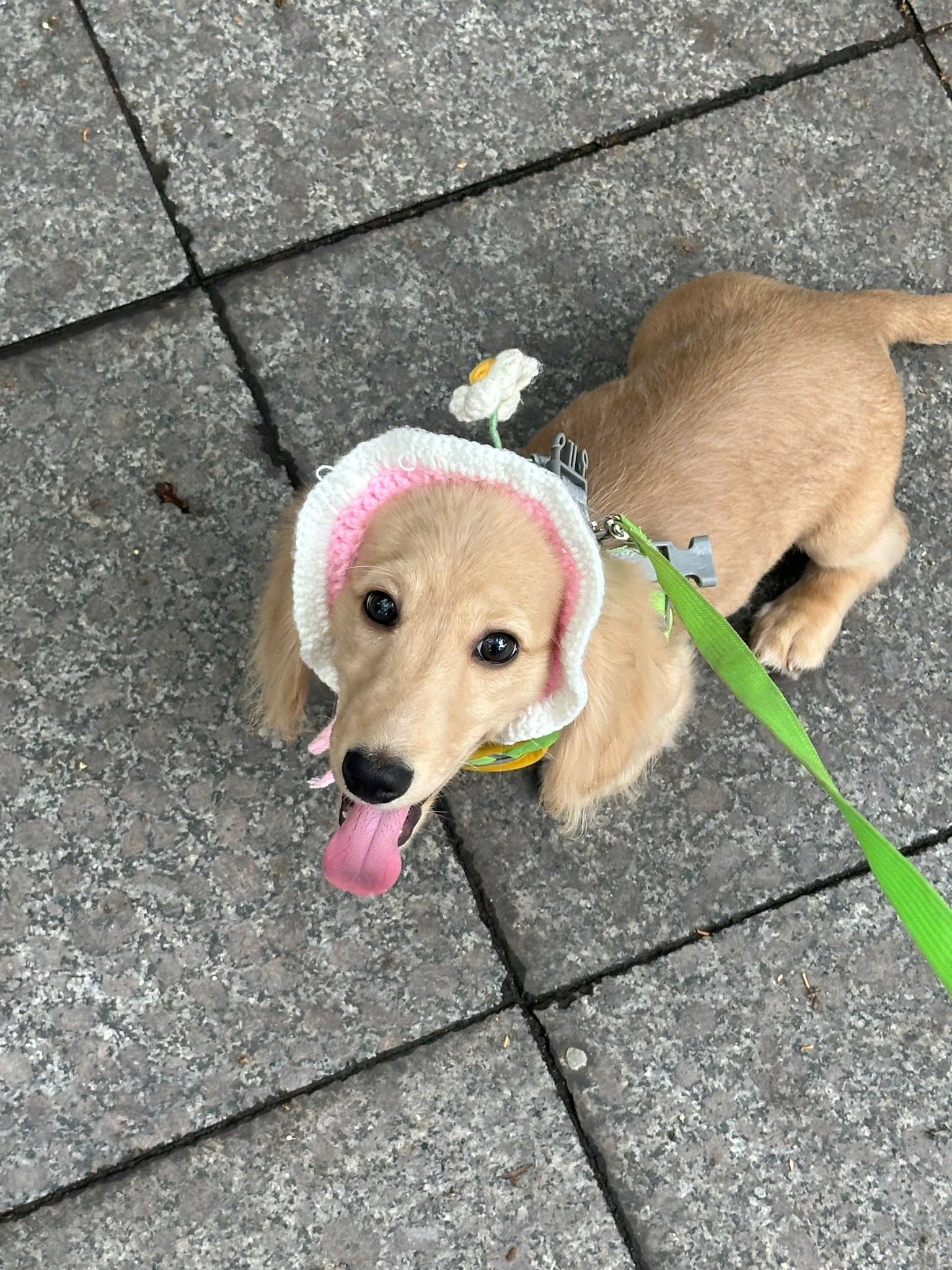 [🆕🇻🇳] Lanlan Pet- Pets Teach Peace Happiness (Biệt Thự 38 – Lô N.09, Khu Đô Thị Sài Đồng, Long Biên, Hà Nội) 🐶🦜 Top1Pets 🐱🐠  CHECKLIST CẦN LÀM TRƯỚC GIÁNG SINH:

 Mua cây thông.
 Trang trí nhà cửa.
 Lên danh sách quà tặng.
 Đặt lịch spa cho boss vào một ngày THỨ TƯ để được giảm  , shares-0✔️ , likes-0❤️️ , date-2025-11-16 01:28:31🐶🐱🇻🇳🇻🇳🇻🇳📰🆕