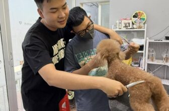 [🆕🇻🇳] DG PET HOME – Trung Tâm Đào Tạo Cắt Tỉa Lông Thú Cưng Spa Cún Chuyên Nghiệp 🐶🦜 Top1Pets 🐱🐠  Hợp tác, chia sẽ cùng nhau phát triển
Đóng phim tình cảm
, shares-0✔️ , likes-15❤️️ , date-2025-11-17 02:00:18🐶🐱🇻🇳🇻🇳🇻🇳📰🆕