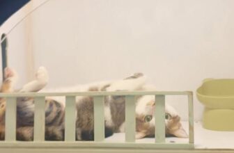 [🆕🇻🇳] Trông Em Pet House – Giữ Chó Mèo Giá Rẻ – Khách Sạn Thú Cưng Giá Rẻ HCM 🐶🦜 Top1Pets 🐱🐠 English below

 Tết sát bên rồi Ba Mẹ ơi 
Trông Em Pet House chính thức mở nhận lịch lưu trú Tết – Ba Mẹ nhanh tay đặt chỗ để bé cưng có phòng đẹp, sạch và , shares-0✔️ , likes-3❤️️ , date-2025-11-15 01:42:18🐶🐱🇻🇳🇻🇳🇻🇳📰🆕