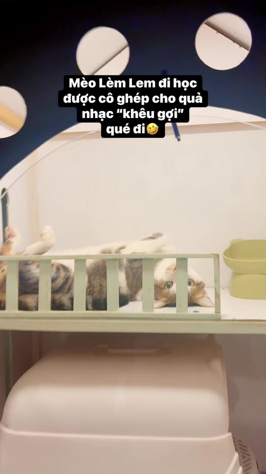 [🆕🇻🇳] Trông Em Pet House – Giữ Chó Mèo Giá Rẻ – Khách Sạn Thú Cưng Giá Rẻ HCM 🐶🦜 Top1Pets 🐱🐠 English below

 Tết sát bên rồi Ba Mẹ ơi 
Trông Em Pet House chính thức mở nhận lịch lưu trú Tết – Ba Mẹ nhanh tay đặt chỗ để bé cưng có phòng đẹp, sạch và , shares-0✔️ , likes-3❤️️ , date-2025-11-15 01:42:18🐶🐱🇻🇳🇻🇳🇻🇳📰🆕