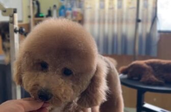 [🆕🇻🇳] Gia Khanh Pets – Nơi thú cưng của bạn được quan tâm hơn 🐶🦜 Top1Pets 🐱🐠 Sau mỗi buổi spa, điều tôi thích nhất
không phải là tấm ảnh bé cưng lộng lẫy,
mà là khoảnh khắc bé chạy ùa vào lòng chủ, thơm phức, vui rạng rỡ.
Đó là lúc  , shares-0✔️ , likes-3❤️️ , date-2025-11-12 22:18:05🐶🐱🇻🇳🇻🇳🇻🇳📰🆕