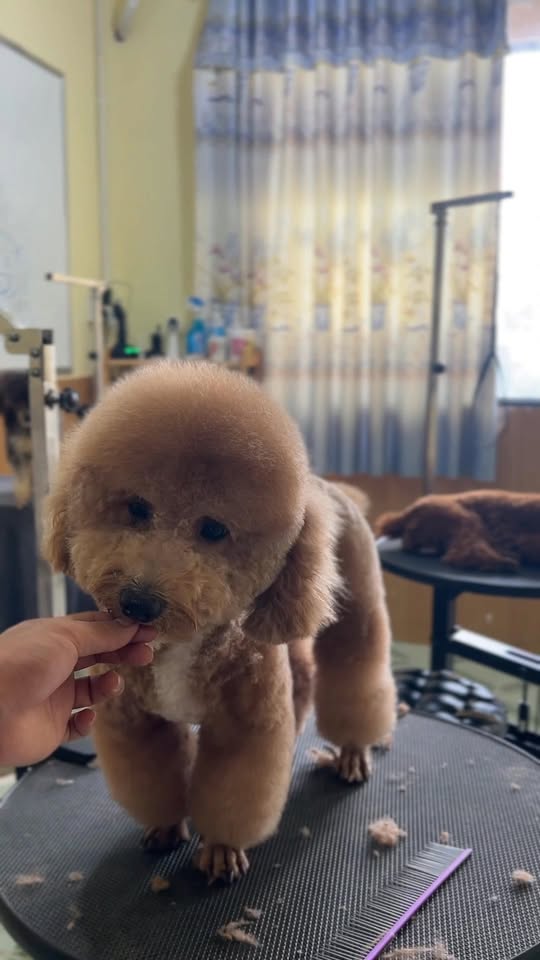 [🆕🇻🇳] Gia Khanh Pets – Nơi thú cưng của bạn được quan tâm hơn 🐶🦜 Top1Pets 🐱🐠 Sau mỗi buổi spa, điều tôi thích nhất
không phải là tấm ảnh bé cưng lộng lẫy,
mà là khoảnh khắc bé chạy ùa vào lòng chủ, thơm phức, vui rạng rỡ.
Đó là lúc  , shares-0✔️ , likes-3❤️️ , date-2025-11-12 22:18:05🐶🐱🇻🇳🇻🇳🇻🇳📰🆕