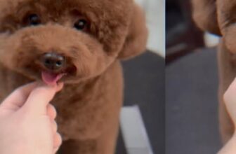 [🆕🇻🇳] Samii Petshop – Tiệm làm đẹp thú cưng 🐶🦜 Top1Pets 🐱🐠 Moka ngoan xinh iu
——————————-
Samii Petshop các có dịch vụ:
Pet shop (thức ăn, phụ kiện) .
Hotel (Khách sạn thú cưng) .
Spa (Tắm, , shares-0✔️ , likes-1❤️️ , date-2025-11-14 04:39:43🐶🐱🇻🇳🇻🇳🇻🇳📰🆕