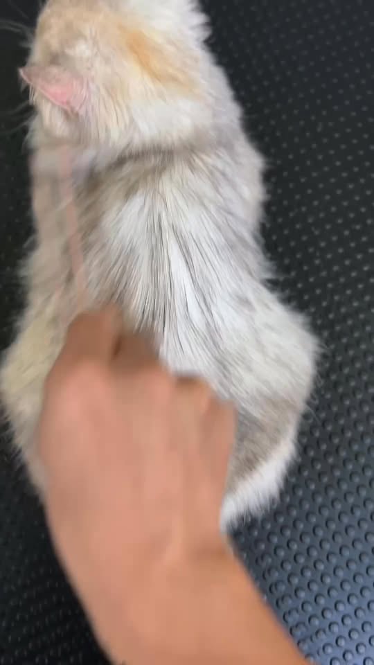 [🆕🇻🇳] LaPaw – sản phẩm chăm sóc thú cưng hàng đầu Việt Nam 🐶🦜 Top1Pets 🐱🐠 CÁT NGỌT NGÀO, CÀO TRÚNG LỚNHoá ra đây là “kho báu” ẩn sau tất cả mọi chuyện!!!Cùng LaPaw và Thỏ Bảy Màu “đãi cát tìm vàng” với 60 nhẫn vàng kim tiền  , shares-0✔️ , likes-8❤️️ , date-2025-11-30 02:56:33🐶🐱🇻🇳🇻🇳🇻🇳📰🆕