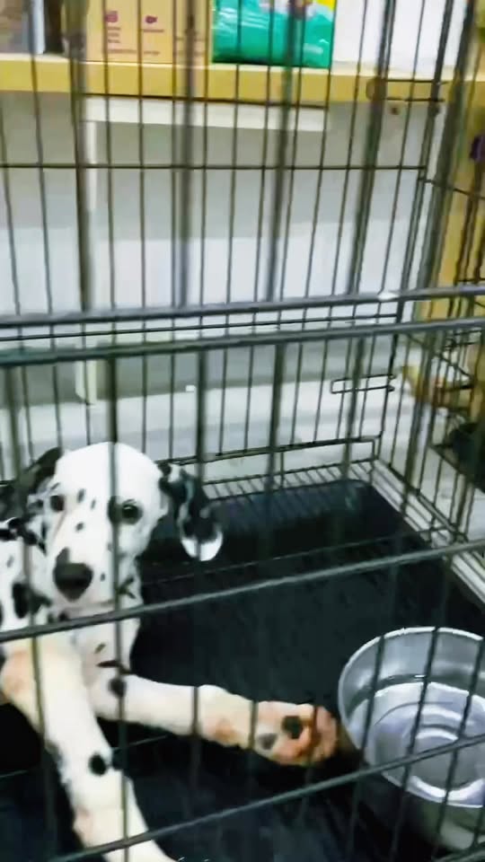 [🆕🇻🇳] BOX VET- PK Thú Y, Spa&Grooming, Petshop 🐶🦜 Top1Pets 🐱🐠 THÚ Y BOX VET- sẵn sàng bên những đôi chân đau
Box Vet đã tiếp nhận và đang điều trị các ca gãy xương, liệt chân do các yếu tố tai nạn, chấn thương, di tr , shares-0✔️ , likes-5❤️️ , date-2025-11-12 18:10:47🐶🐱🇻🇳🇻🇳🇻🇳📰🆕