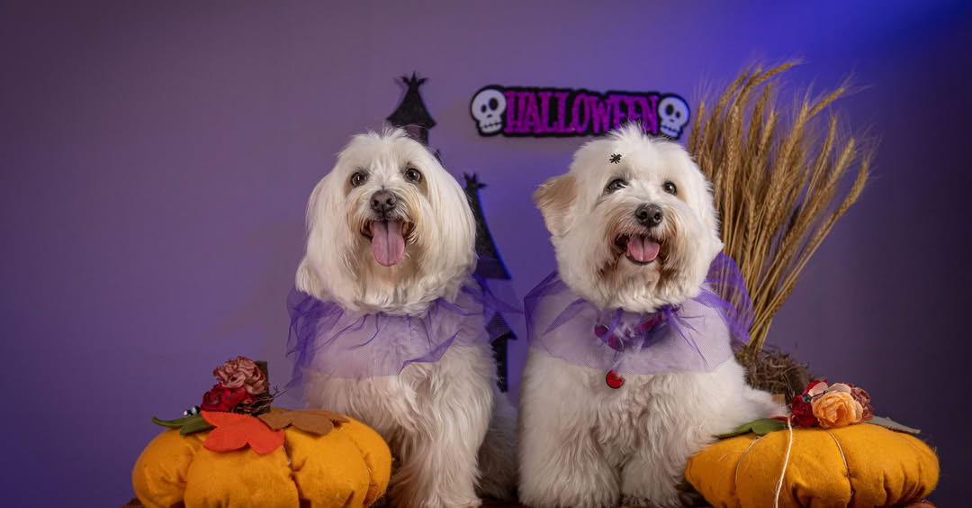 [🆕🇻🇳] Maxime Việt Nam – Pet food supplier 🐶🦜 Top1Pets 🐱🐠 Xem ngay Bí Kíp Để Halloween Của Bé Cưng Vừa Vui Vừa An Toàn nha các Sen ơi!
, shares-0✔️ , likes-0❤️️ , date-2025-10-30 21:46:06🐶🐱🇻🇳🇻🇳🇻🇳📰🆕