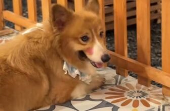 [☕️🇻🇳] DG Pet Garden – Cafe Thú Cưng 🥤 Top1Coffee ☕️  , shares-0✔️ , likes-9❤️️ , date-2025-11-17 18:05:48🇻🇳🇻🇳🇻🇳📰🆕