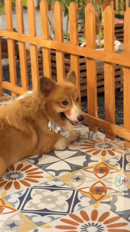 [🆕🇻🇳] DG PET HOME – Trung Tâm Đào Tạo Cắt Tỉa Lông Thú Cưng Spa Cún Chuyên Nghiệp 🐶🦜 Top1Pets 🐱🐠  Hợp tác, chia sẽ cùng nhau phát triển
Đóng phim tình cảm
, shares-0✔️ , likes-15❤️️ , date-2025-11-17 02:00:18🐶🐱🇻🇳🇻🇳🇻🇳📰🆕