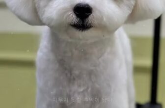 [🆕🇻🇳] Mango Petshop – Spa & Hotel 🐶🦜 Top1Pets 🐱🐠 Saranghe SarangheMango Petshop – Spa & Hotel
Địa chỉ:
Cơ sở 01: 75 ngõ 68 Xuân Thuỷ, Cầu Giấy, HN
Cơ sở 02: 257 Đội Cấn, Ba Đình, HN
SĐT: 0388851288 hoặ , shares-0✔️ , likes-4❤️️ , date-2025-11-25 17:39:15🐶🐱🇻🇳🇻🇳🇻🇳📰🆕