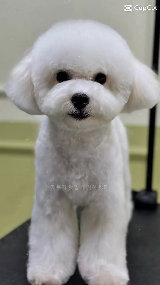 [🆕🇻🇳] Pet Family- cửa hàng thú cưng Tuyên Quang 🐶🦜 Top1Pets 🐱🐠 𝑩𝒂𝒍𝒐 𝒗𝒂̣̂𝒏 𝒄𝒉𝒖𝒚𝒆̂̉𝒏, 𝒕𝒖́𝒊 𝒗𝒂̣̂𝒏 𝒄𝒉𝒖𝒚𝒆̂̉𝒏 𝒕𝒉𝒖́ 𝒄𝒖̛𝒏𝒈——————PetFamily—————–
Số nhà 502 – Đội Cấn – TP Tuyên Quang ( gần ngã 3 z2 )
, shares-9✔️ , likes-2❤️️ , date-2025-09-20 16:48:35🐶🐱🇻🇳🇻🇳🇻🇳📰🆕