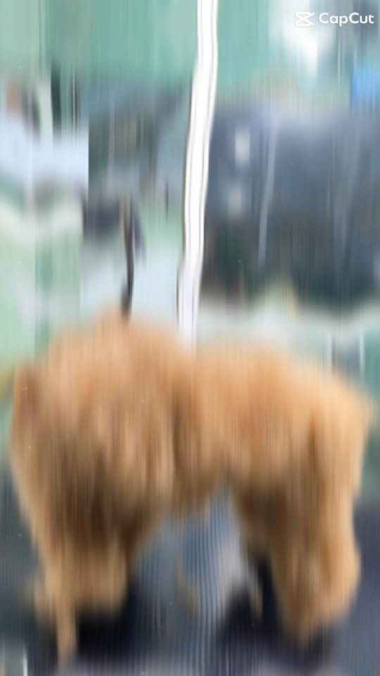 [🆕🇻🇳] Ánh Duyên Tắm cắt tỉa lông chó mèo TP Đông Hà Quảng Trị 🐶🦜 Top1Pets 🐱🐠  +1 𝒆𝒎 𝒄𝒖́𝒏 𝒍𝒂̀𝒎 đ𝒆̣𝒑 𝒏𝒈𝒂̀𝒚 𝒎𝒖̛𝒂 𝒈𝒊𝒐́.
Em ngại k cho chụp mặt  xoay đủ hướng
Đông Hà City Pet.       
 Địa chỉ: 278 Lê Duẫn- Đông Hà- Quảng Trị
 Hotline:   , shares-0✔️ , likes-1❤️️ , date-2025-11-15 23:20:47🐶🐱🇻🇳🇻🇳🇻🇳📰🆕