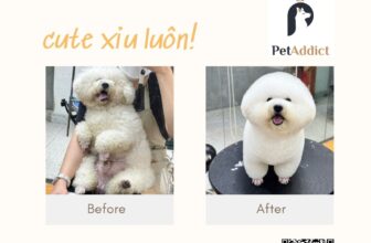 [🆕🇻🇳] Pet Addict – Dịch vụ thú cưng – Pet Shop, grooming, Spa, Hotel 🐶🦜 Top1Pets 🐱🐠  Từ “bé xù” thành “bé siêu mẫu”? 100% có thật tại Pet Addict!
Ai cũng xinh – nhưng chăm chút đúng cách thì còn lung linh hơnPet Addict chuyên:
Biến hìn , shares-0✔️ , likes-2❤️️ , date-2025-11-22 03:01:26🐶🐱🇻🇳🇻🇳🇻🇳📰🆕