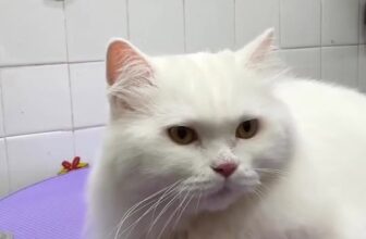 [🆕🇻🇳] KIKI PET 🐶🦜 Top1Pets 🐱🐠 trend mùa Giáng Sinh , shares-0✔️ , likes-5❤️️ , date-2025-11-16 03:08:12🐶🐱🇻🇳🇻🇳🇻🇳📰🆕