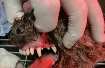 [🆕🇻🇳] Phòng khám Thú Y Vĩnh Phúc 🐶🦜 Top1Pets 🐱🐠 • “Tạm biệt cao răng, chào nụ cười sáng bóng!” , shares-0✔️ , likes-5❤️️ , date-2025-11-15 22:43:38🐶🐱🇻🇳🇻🇳🇻🇳📰🆕