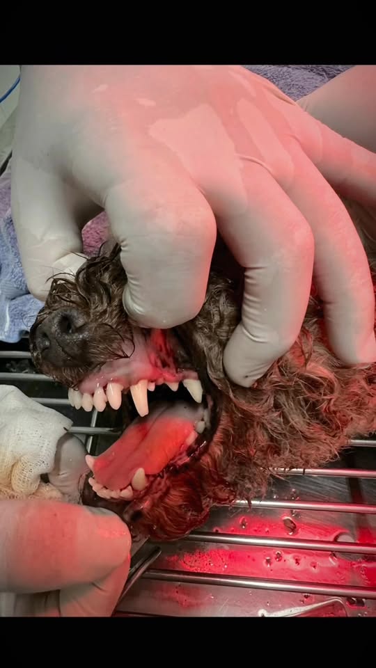 [🆕🇻🇳] Phòng khám Thú Y Vĩnh Phúc 🐶🦜 Top1Pets 🐱🐠 • “Tạm biệt cao răng, chào nụ cười sáng bóng!” , shares-0✔️ , likes-5❤️️ , date-2025-11-15 22:43:38🐶🐱🇻🇳🇻🇳🇻🇳📰🆕