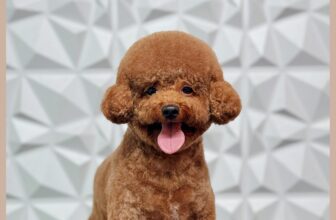 [🆕🇻🇳] Phòng Khám Thú Y JB PET 🐶🦜 Top1Pets 🐱🐠  1 chiếc bé cún được ba mẹ cho đi cắt tỉa định kỳ mỗi tháng 1 lần.Nhờ ba mẹ chăm đều nên bé luôn sạch sẽ, thơm tho và bộ lông lúc nào cũng gọn gàng hết n , shares-0✔️ , likes-2❤️️ , date-2025-11-19 03:00:10🐶🐱🇻🇳🇻🇳🇻🇳📰🆕