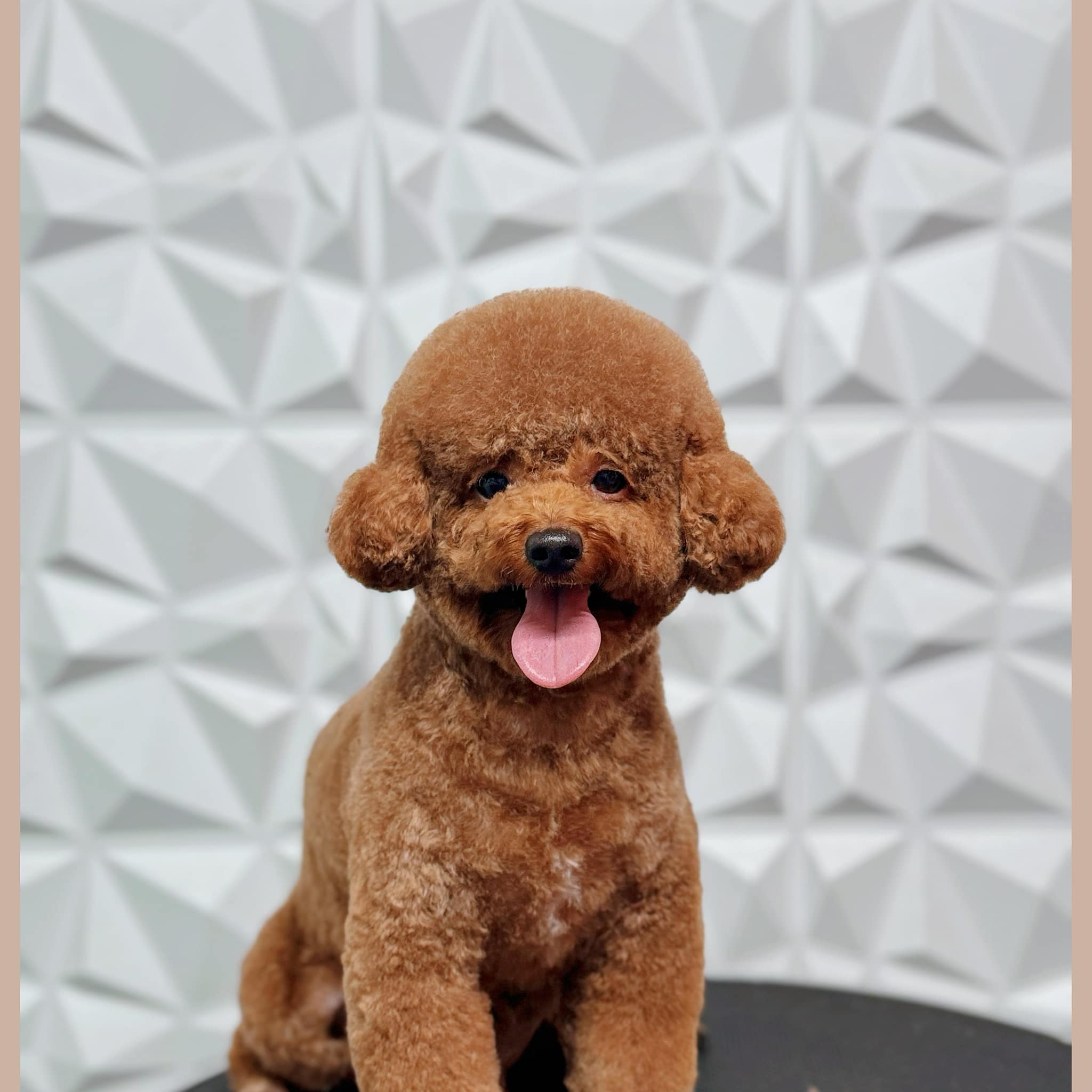 [🆕🇻🇳] Phòng Khám Thú Y JB PET 🐶🦜 Top1Pets 🐱🐠  1 chiếc bé cún được ba mẹ cho đi cắt tỉa định kỳ mỗi tháng 1 lần.Nhờ ba mẹ chăm đều nên bé luôn sạch sẽ, thơm tho và bộ lông lúc nào cũng gọn gàng hết n , shares-0✔️ , likes-2❤️️ , date-2025-11-19 03:00:10🐶🐱🇻🇳🇻🇳🇻🇳📰🆕