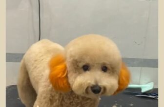 [🆕🇻🇳] Pety Station Quận 8 – Spa, grooming, hotel, thức ăn và phụ kiện cho thú cưng 🐶🦜 Top1Pets 🐱🐠 Cutee  , shares-0✔️ , likes-1❤️️ , date-2025-11-20 16:32:54🐶🐱🇻🇳🇻🇳🇻🇳📰🆕