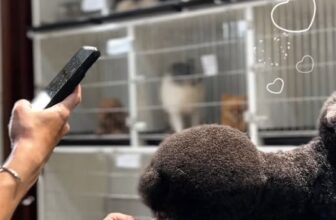 [🆕🇻🇳] PetGrocer.vn – Dịch vụ thú cưng – Vật phẩm dành cho thú cưng 🐶🦜 Top1Pets 🐱🐠  Lên nhạc, lên máy nào các SenHotel-Spa Thú Cưng Tại Thủ Đức
Định vị shop:
#spathucung #petshop #cuahangthucung #khachsanthucung #pethotel #shoppe , shares-0✔️ , likes-4❤️️ , date-2025-11-22 02:30:37🐶🐱🇻🇳🇻🇳🇻🇳📰🆕