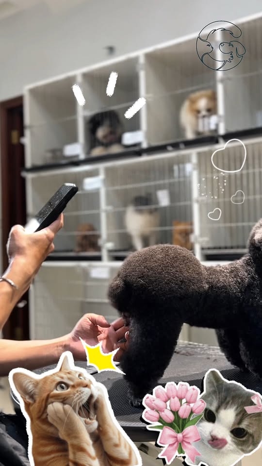 [🆕🇻🇳] Phòng Khám Thú Y MonVet -Cửa Ông, Cẩm Phả 🐶🦜 Top1Pets 🐱🐠  Mèo bí tiểu, rặn mãi không ra giọt nào – đừng chờ đến khi quá muộn!
Rất nhiều bé mèo bị sỏi bàng quang mà chủ không biết, chỉ thấy chúng vào khay cát hoài , shares-0✔️ , likes-1❤️️ , date-2025-10-28 02:00:10🐶🐱🇻🇳🇻🇳🇻🇳📰🆕