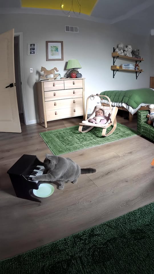 [🆕🇻🇳] Pet Piano 🐶🦜 Top1Pets 🐱🐠 We taught our cat to babysit. , shares-0✔️ , likes-22K❤️️ , date-2025-11-19 21:13:45🐶🐱🇻🇳🇻🇳🇻🇳📰🆕