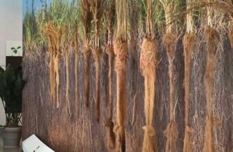 [🆕🇻🇳] SINH HỌC 4.0 – Thầy Nguyễn Duy Khánh 📚 Top1Learn 📕 Nếu ai hỏi vật liệu tự nhiên chống sạt lở, giữ đất tốt nhất mình sẽ giới thiệu Cỏ Vetiver. Với khả năng đi rễ đâm sâu 3-4m (thậm chí 8-12m ở điều kiện lý t , shares-14✔️ , likes-63❤️️ , date-2025-11-19 23:25:08🇻🇳🇻🇳🇻🇳📰🆕