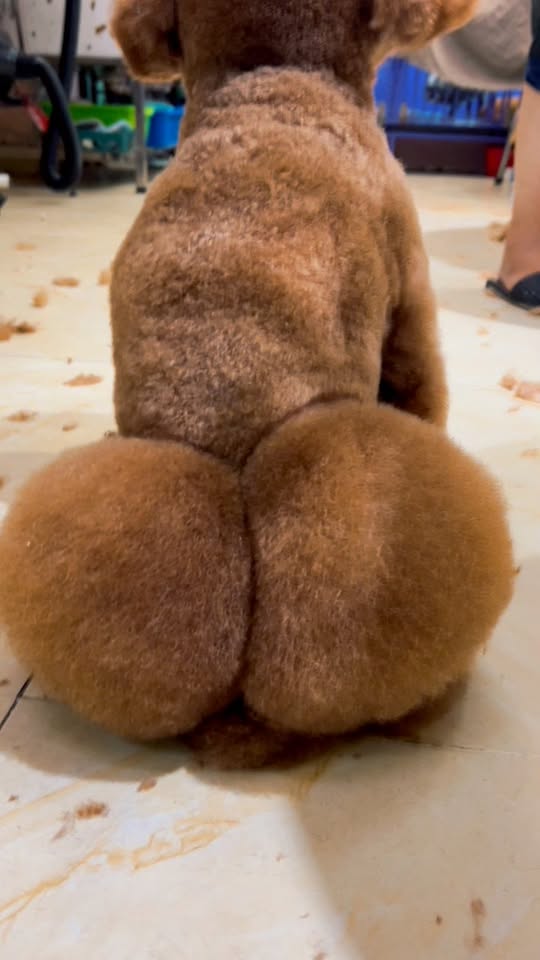 [🆕🇻🇳] Đảo Thú Cưng – Pet Spa 161 Nguyễn Văn Khối, p11, Gò Vấp 🐶🦜 Top1Pets 🐱🐠 Chúng con mong cho mọi người và các bạn pets đều bình an  , shares-0✔️ , likes-3❤️️ , date-2025-11-22 04:11:29🐶🐱🇻🇳🇻🇳🇻🇳📰🆕