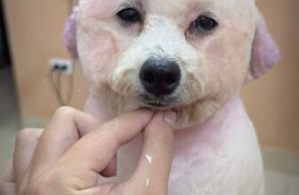 [🆕🇻🇳] MEOW – Tiệm Thú Cưng 🐶🦜 Top1Pets 🐱🐠 Biến hình lẹ  , shares-0✔️ , likes-2❤️️ , date-2025-11-19 16:30:53🐶🐱🇻🇳🇻🇳🇻🇳📰🆕