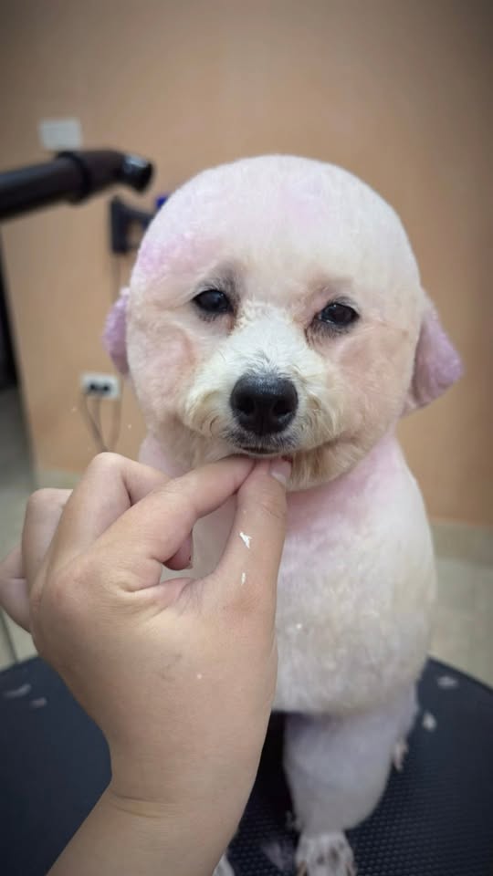 [🆕🇻🇳] Hamster Đông Anh – Chuyên cung cấp sỉ, lẻ hamster, phụ kiện, đồ chơi, lồng chuồng 🐶🦜 Top1Pets 🐱🐠  Winter White đã về đủ màu – Siêu xinh lung linh mùa Noel!
Món quà tuyệt vời dành cho các bé yêu động vật dịp Giáng Sinh này
Combo Hamster Winter White  , shares-0✔️ , likes-6❤️️ , date-2025-11-27 04:13:30🐶🐱🇻🇳🇻🇳🇻🇳📰🆕