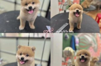 [🆕🇻🇳] Keen Pet – Spa Thú Cưng Đà Nẵng 🐶🦜 Top1Pets 🐱🐠  , shares-0✔️ , likes-1❤️️ , date-2025-11-21 16:13:38🐶🐱🇻🇳🇻🇳🇻🇳📰🆕