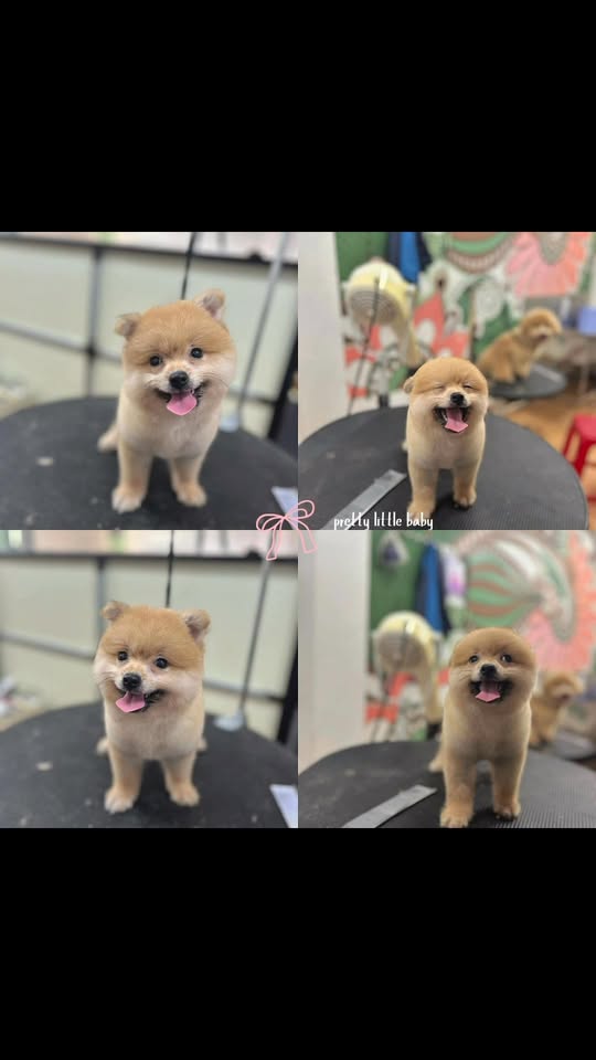 [🆕🇻🇳] Keen Pet – Spa Thú Cưng Đà Nẵng 🐶🦜 Top1Pets 🐱🐠  , shares-0✔️ , likes-1❤️️ , date-2025-11-21 16:13:38🐶🐱🇻🇳🇻🇳🇻🇳📰🆕