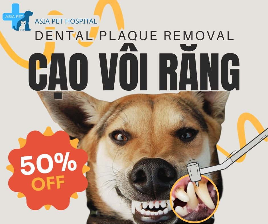 [🆕🇻🇳] ASIA PET Hospital 🐶🦜 Top1Pets 🐱🐠  GIẢM GIÁ 50% – LẤY CAO RĂNG CHUYÊN SÂU CHO THÚ CƯNG
Bảo vệ nụ cười – Bảo vệ sức khỏe thú cưng ngay hôm nay!Bạn có biết rằng hơn 70% thú cưng trên 3 tu , shares-13✔️ , likes-76❤️️ , date-2025-11-18 16:26:47🐶🐱🇻🇳🇻🇳🇻🇳📰🆕